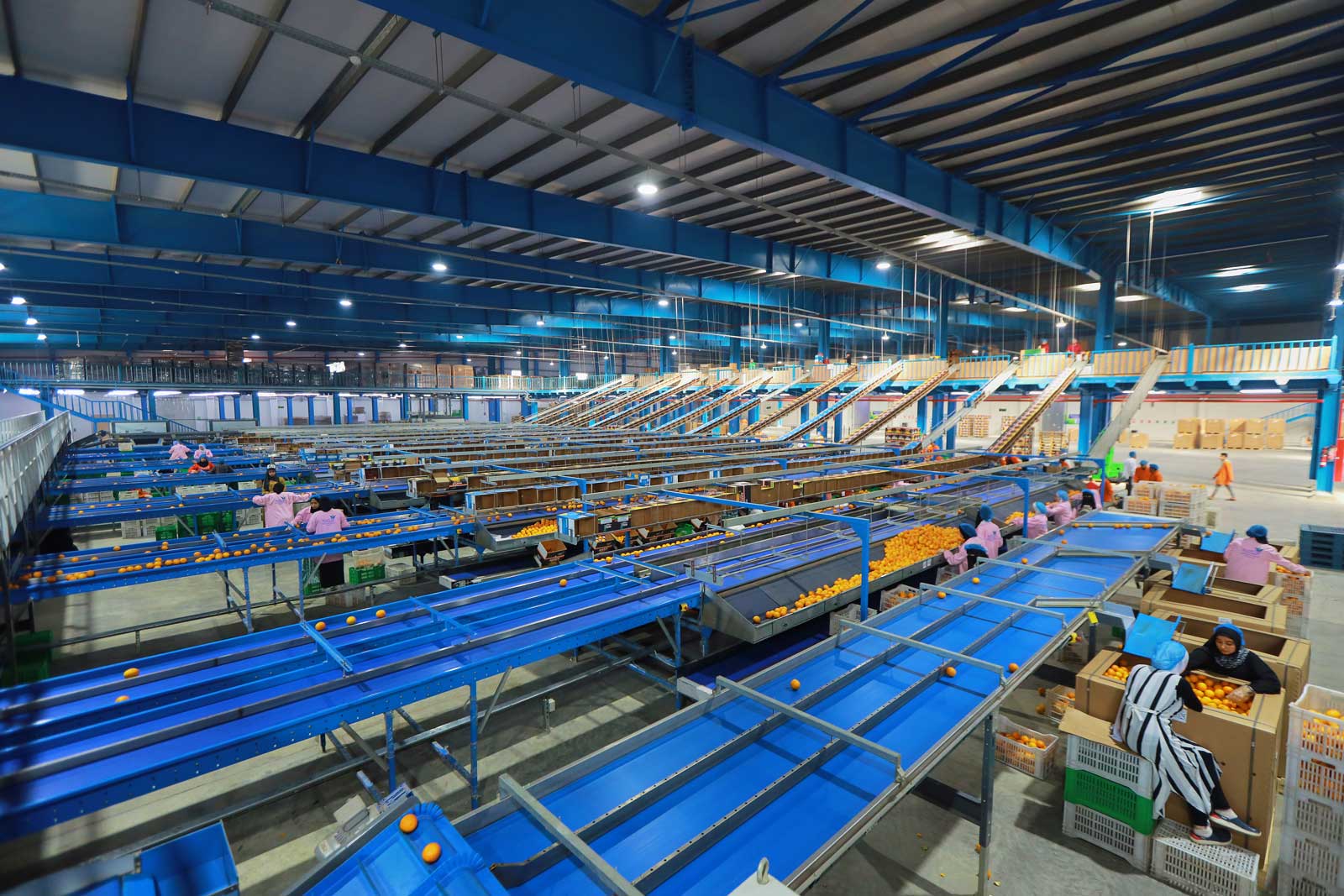 About one of biggest citrus pack house